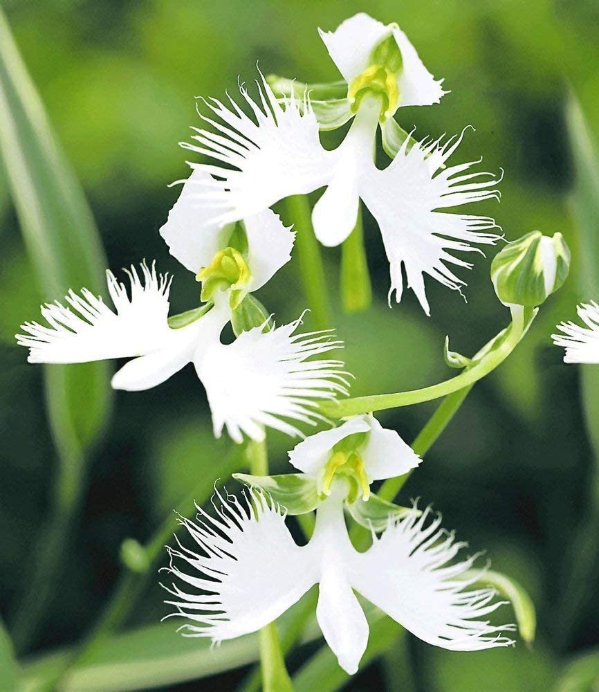 EdenExiste